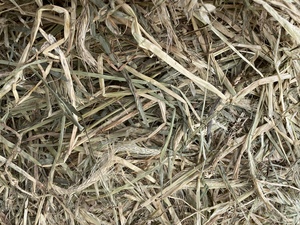1 x B-Double Load of Barley Hay
