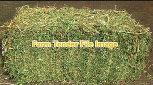 Lucerne Hay Small Squares