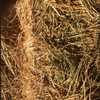 Canola Hay 160 Bales