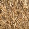 Wheaten Straw