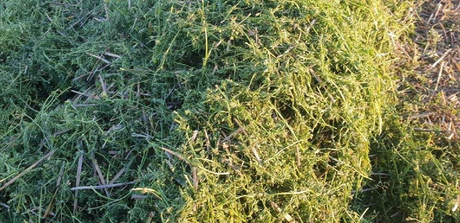 100+mt Lentil Hay 8x4x3 Bales ##NEW SEASON## Feed test attached.