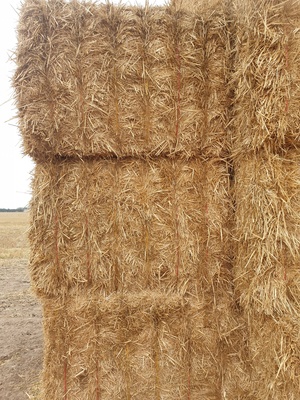 Wheaten Header Trails