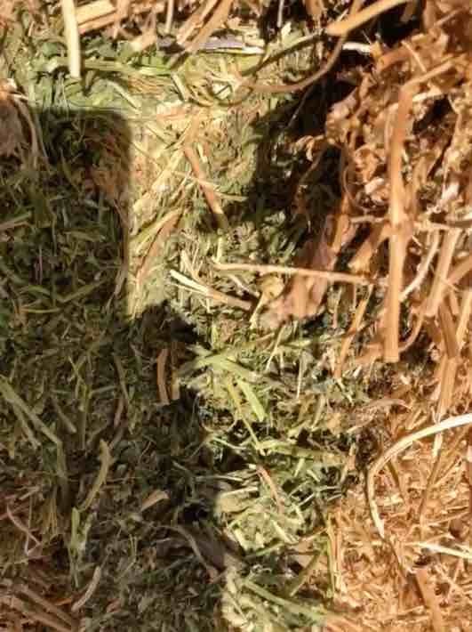 2 x B-Double Loads of Vetch Hay