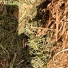 2 x B-Double Loads of Vetch Hay