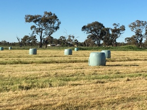 Silage Bales. 