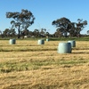 Silage Bales. 