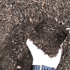 Feed Lot Composted Manure/Fertiliser