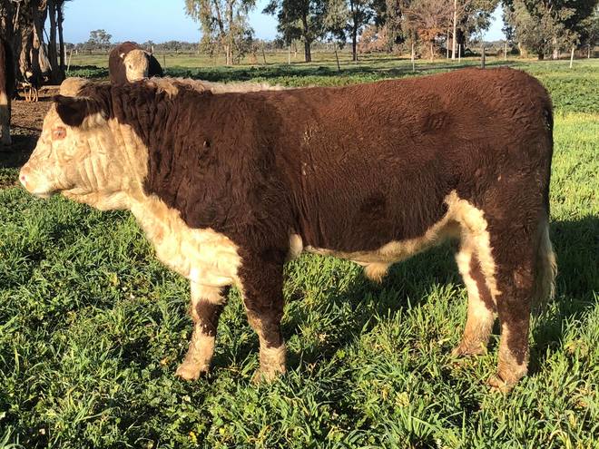 Poll Hereford Bulls
