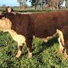 Poll Hereford Bulls