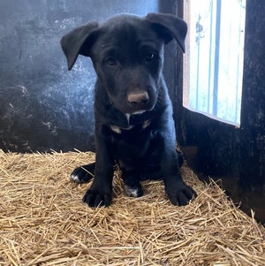 kelpie pups