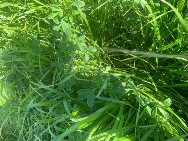 Premium Quality Irrigated Hay