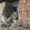 500 x Rye & Clover & Oaten Hay Small Square Bales Hay