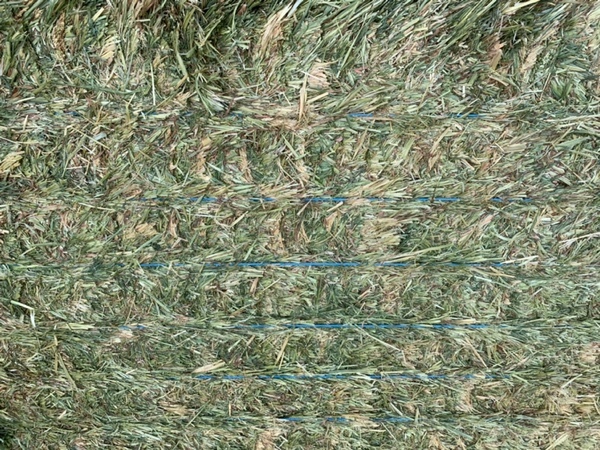 Mobey Barley Hay