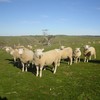 White Suffolk Ewe Lambs