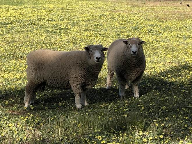 Ryeland sheep 2 x Rams 2019 drop - brucellosis free NOT Babydoll NOT Southdown