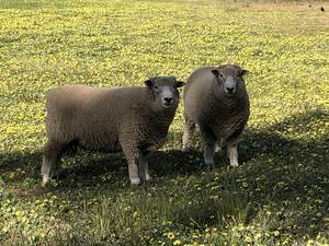 Ryeland sheep 2 x Rams 2019 drop - brucellosis free NOT Babydoll NOT Southdown