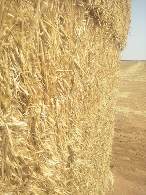 2019 Wheaten Straw - HD bales - 45 min from VIC/NSW border 