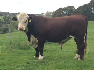Poll Hereford Bulls from Glen Goulburn Genetics 