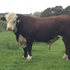 Poll Hereford Bulls from Glen Goulburn Genetics 