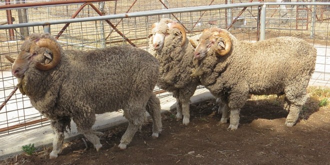 Woodlands Merino Grade Rams