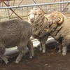 Woodlands Merino Grade Rams