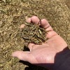 2020 Vetch Hay 700-730kg 8x4x3 Bales
