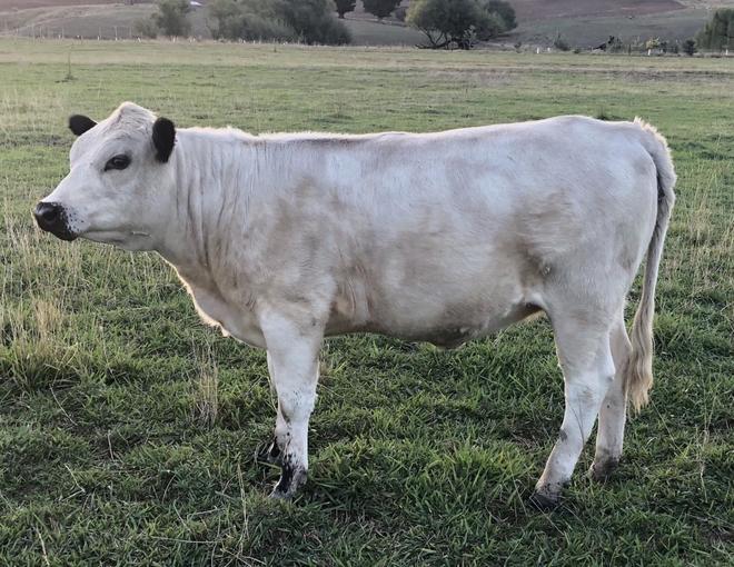 British White Australian Pure heifer.