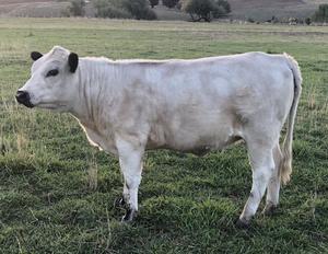 British White Australian Pure heifer.
