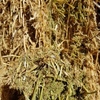 Vetch Hay 650kg approx. 8x4x3 Bales + Freight