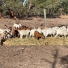 350 Bore Goats 