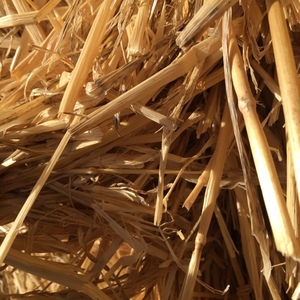 Shedded Wheat and Barley straw