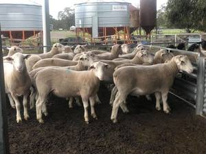White Suffolk Flock Rams