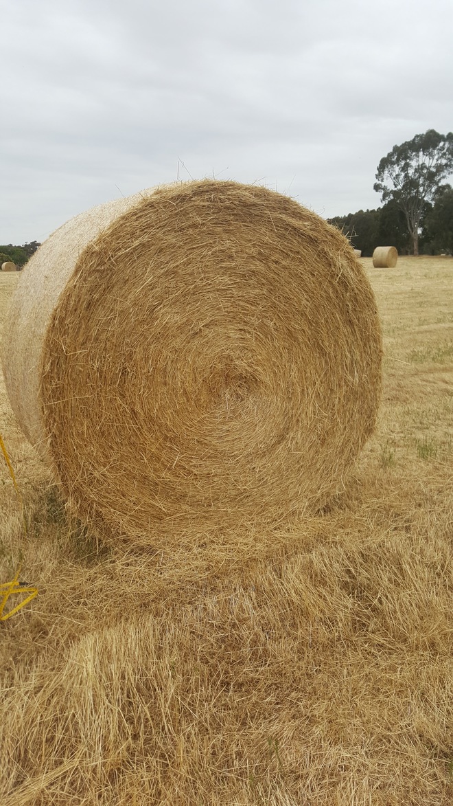 70 x Pasture Hay 5x4 Round Rolls 