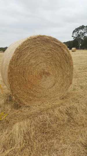70 x Pasture Hay 5x4 Round Rolls 