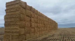 Barley Straw Header Trail  West Minster - 145 - 8x4x3 Bales Sold By the Ton - 500kg +