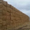 Barley Straw Header Trail  West Minster - 145 - 8x4x3 Bales Sold By the Ton - 500kg +