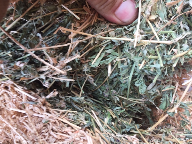 82 Lucerne Hay 8x4x3 Bales