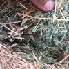82 Lucerne Hay 8x4x3 Bales