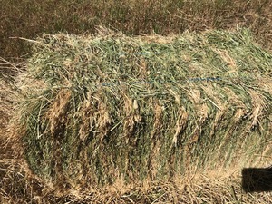 Ryegrass and clover hay