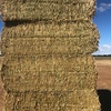 400 Canola Hay 8x4x3 Bales ex farm