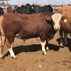 Simmental Bulls Traditional  and Blacks - 