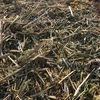 Canola Hay  2000 mt Available Now 8x4x3 HD Bales