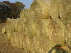 Prime Rhodes Grass 4*3