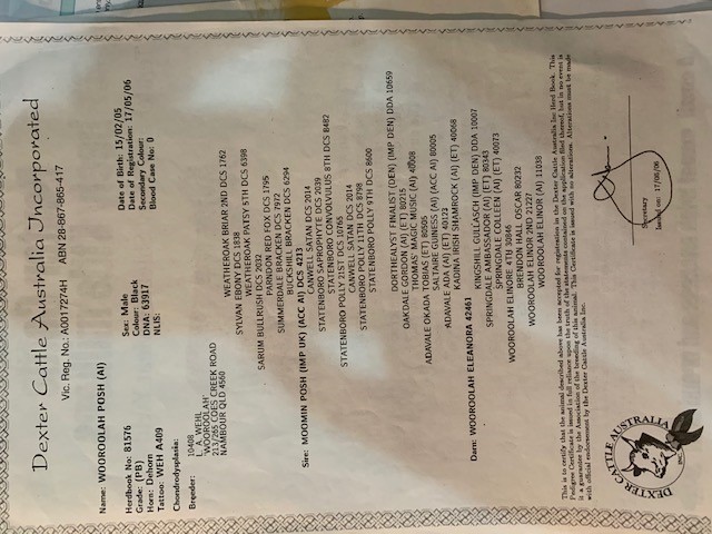 REDUCED Price -Cows Cattle x2 Dexter Excellent Condition