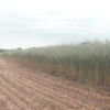 Oaten Header Trail Straw (8x4x3) baled with High Density baler (New Season)