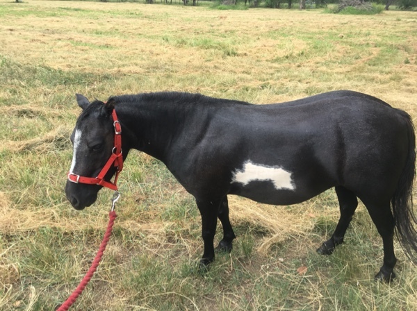 Mini Pony. Approx 6 years old/8-9hh