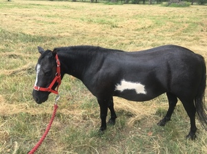 Mini Pony. Approx 6 years old/8-9hh