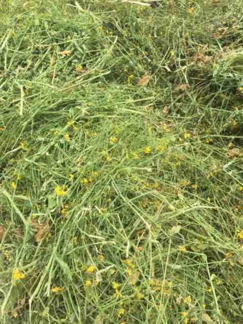 50mt Canola Hay 520kg 8x4x3 Bales