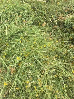 50mt Canola Hay 520kg 8x4x3 Bales