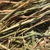 Barley Hay 650kg 8x4x3 Bales